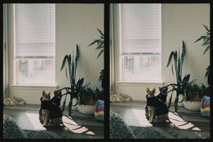 Two side-by-side images show a cat lounging by a window surrounded by houseplants in identical interior scenes.