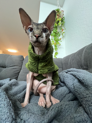 Sphynx cat wearing a green knitted scarf collar sits regally on a dark gray blanket.