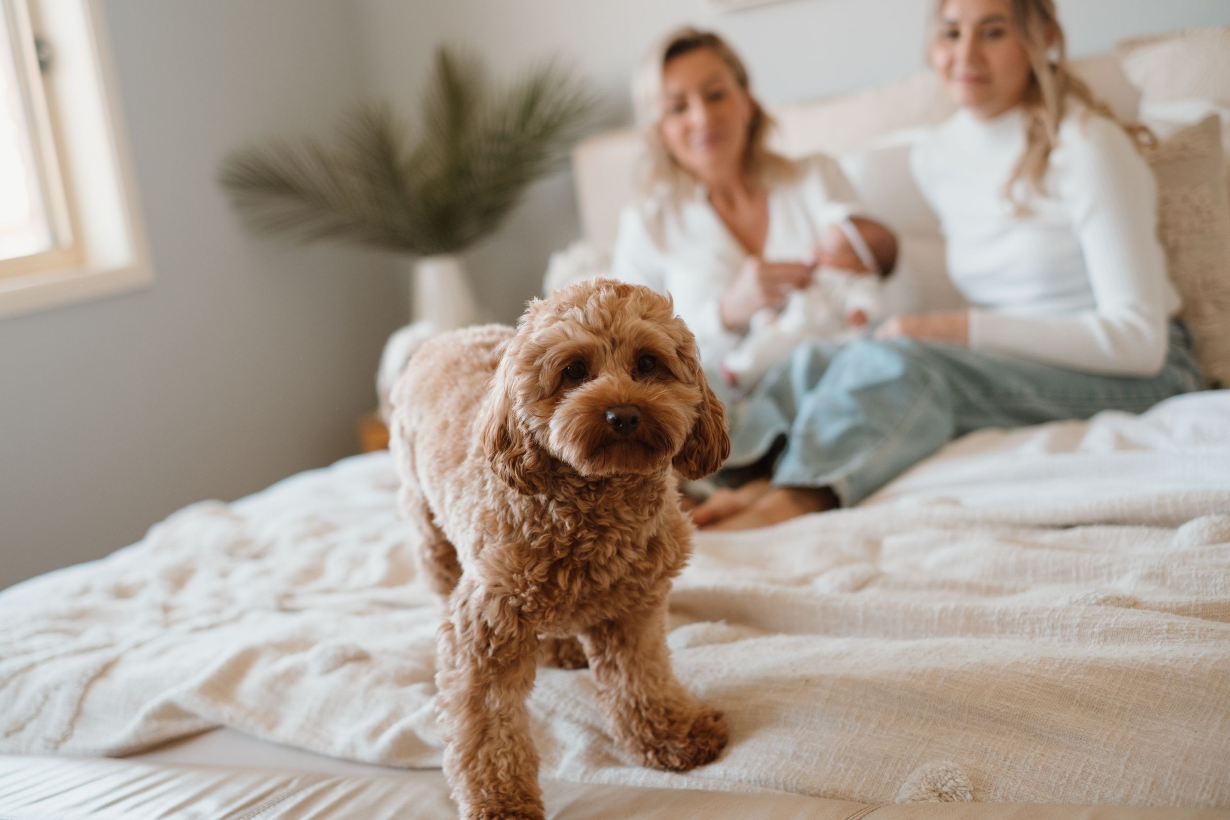 Small brown dog stands on white bed in sunlit bedroom.