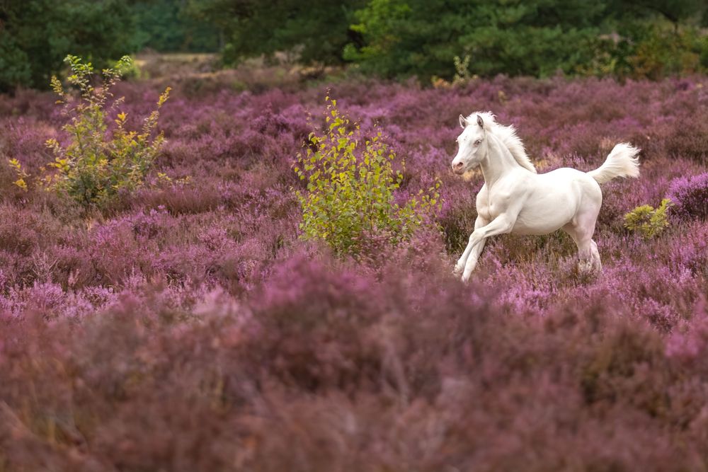 Wit veulen galoppeert door een uitgestrekt veld met paars bloeiende heide.
