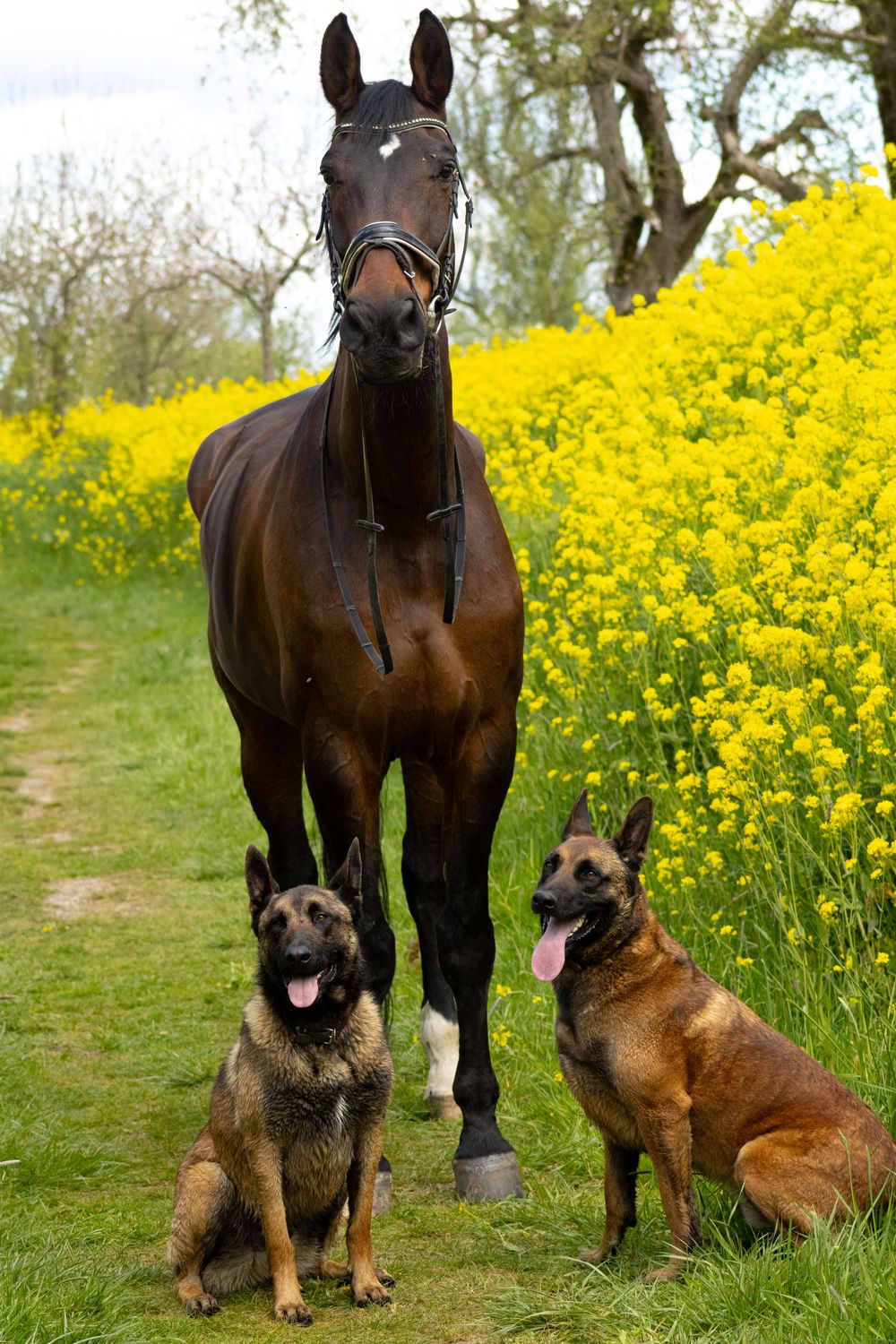 Donkerbruin paard staat tussen twee zittende honden naast een veld vol gele bloemen.