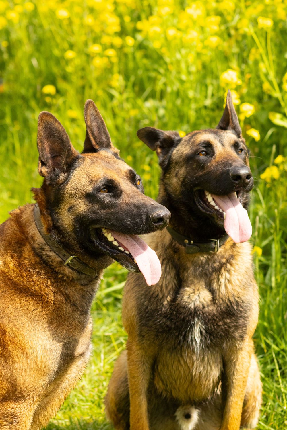 Twee zittende honden naast een veld vol gele bloemen.