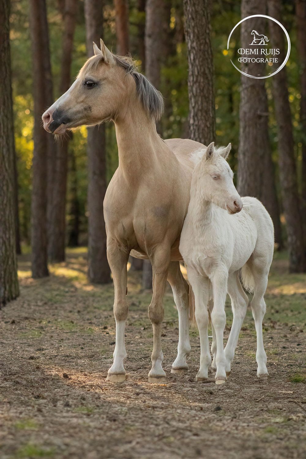Paardenfotografie