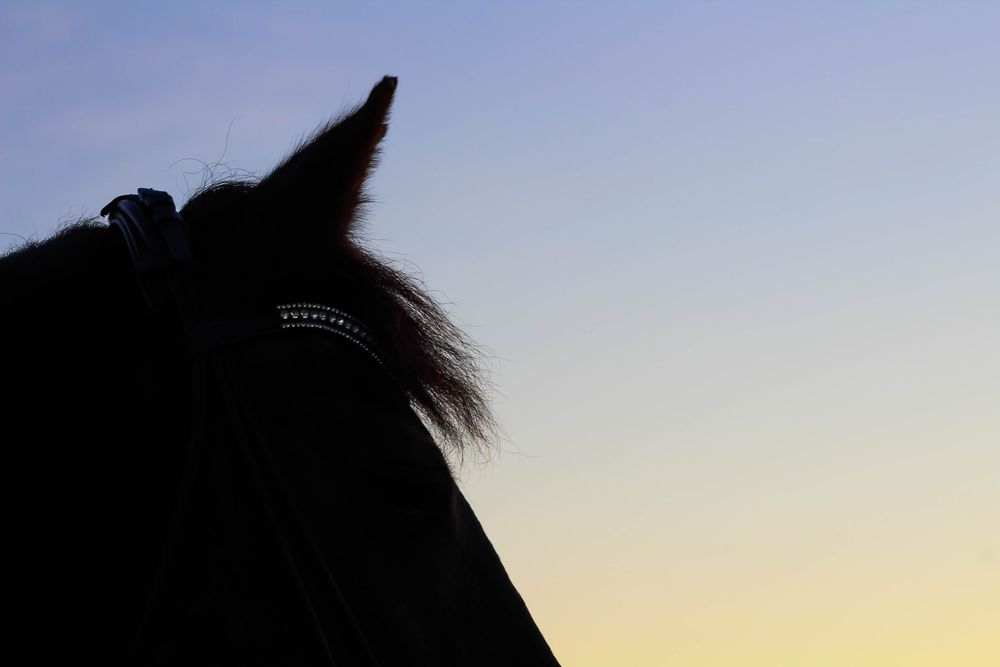 Silhoutte van een paard met zonsondergang.