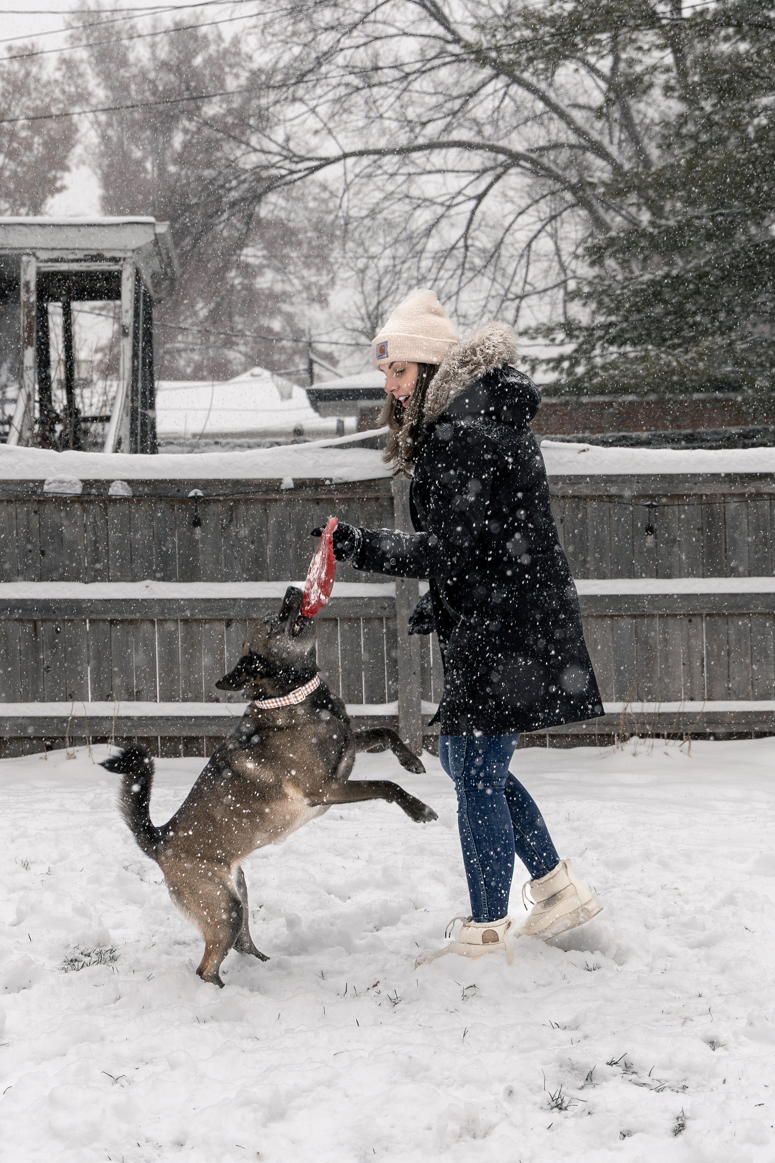 A German Shepherd jumps through the air to catch a red disc during a snowy day in a fenced yard.