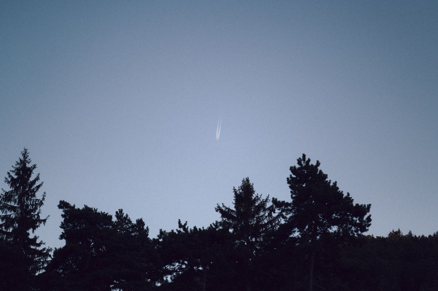 A panoramic silhouette of evergreen trees against a dusky blue sky at twilight creates a moody forest landscape.