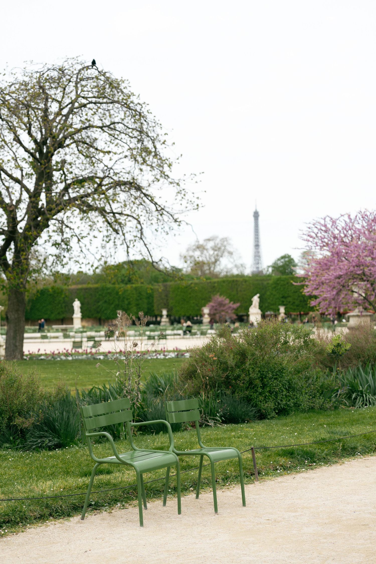 Green metal chairs in Tuileries Garden, Paris, with Eiffel Tower and cherry blossoms in background. Paris editorial photographer