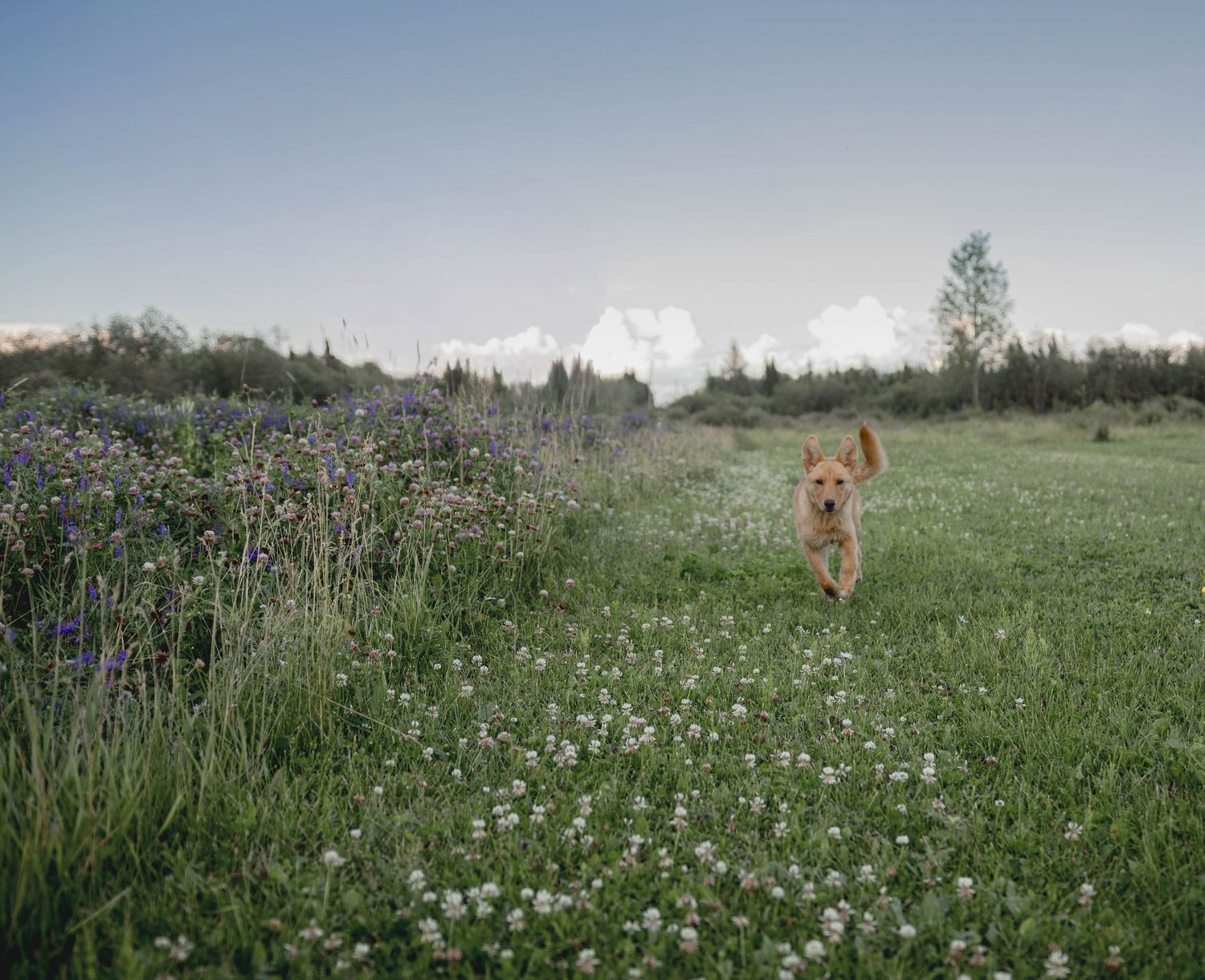 dog, flowers