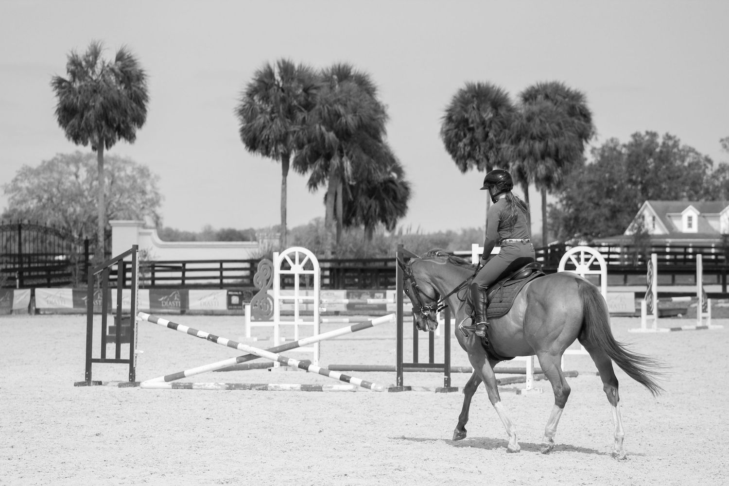 horse trotting