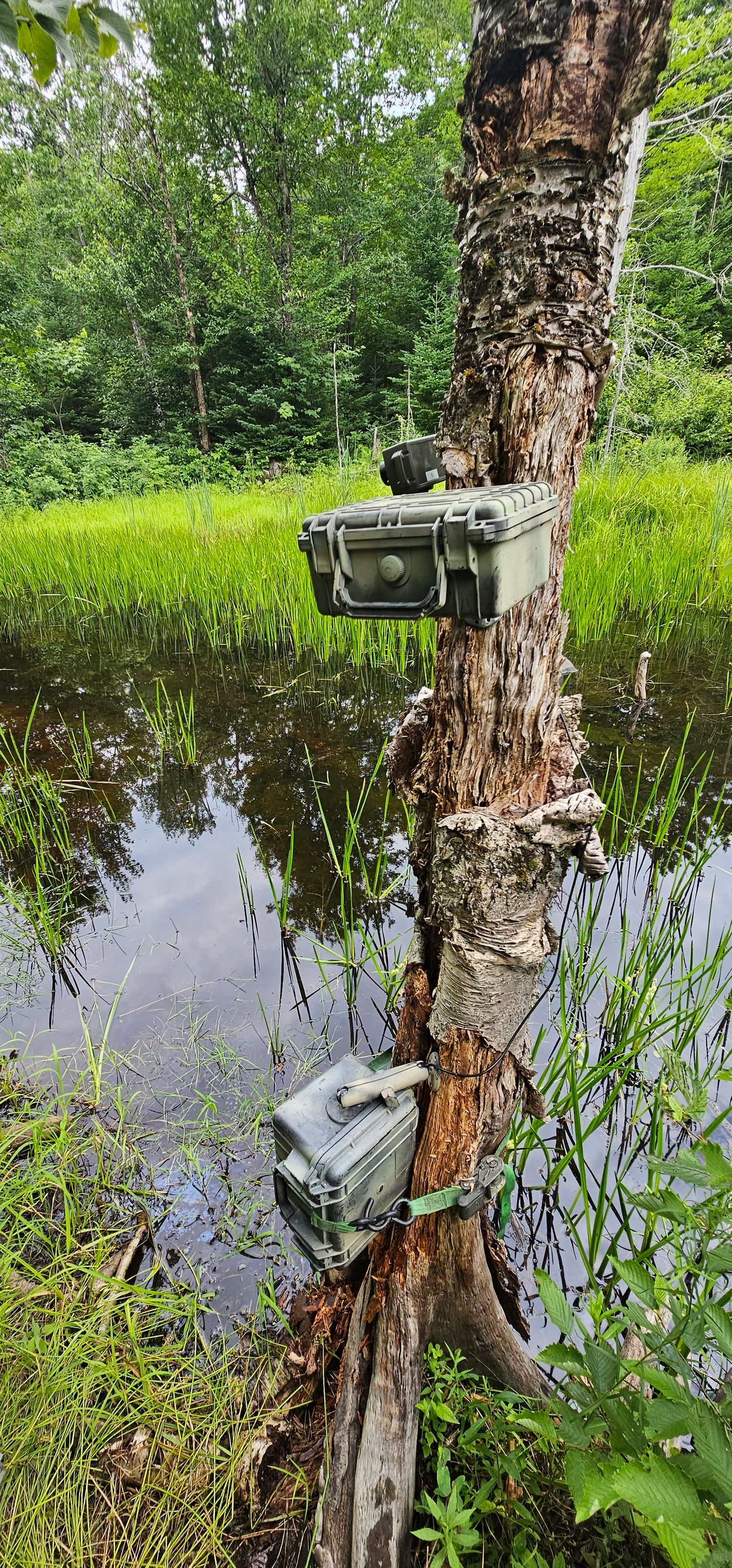 Two olive green Pelican case camera traps strapped to a birch tree beside a wetland marsh.