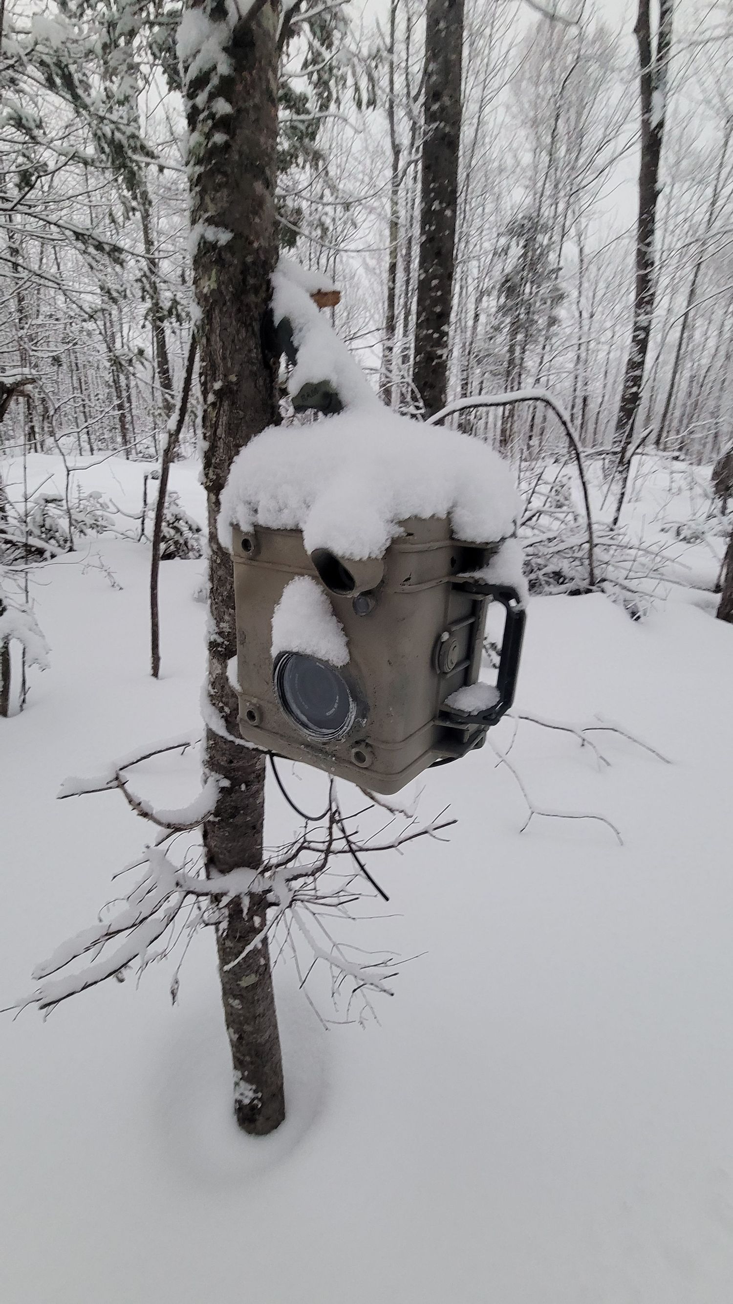 Snow-covered DIY wildlife camera trap mounted on a tree in a winter forest landscape.