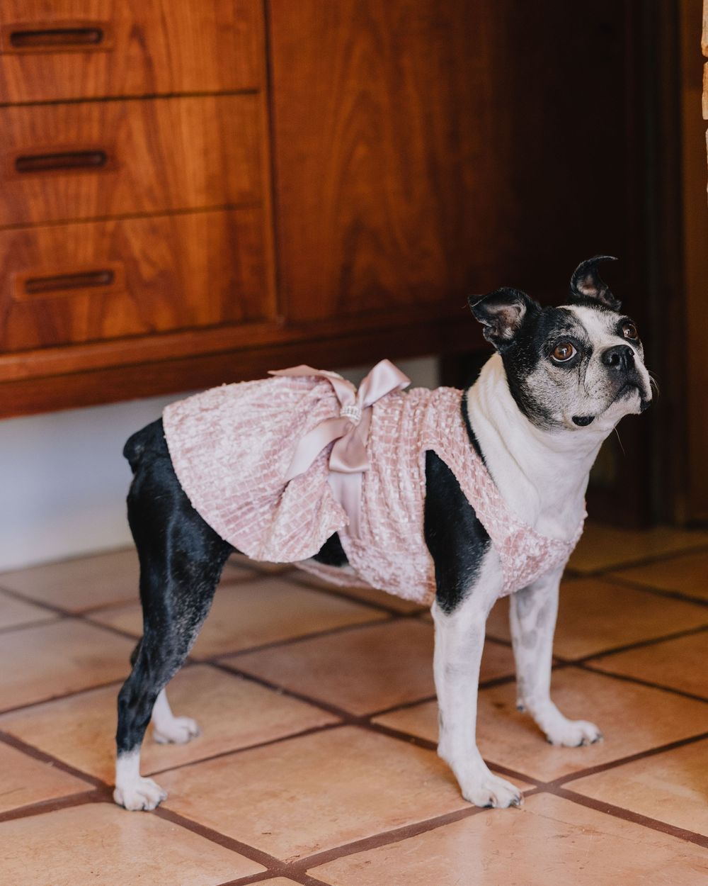A small black and white dog wearing a pink ruffled dress with a bow, standing on tile floor near a wooden dresser.