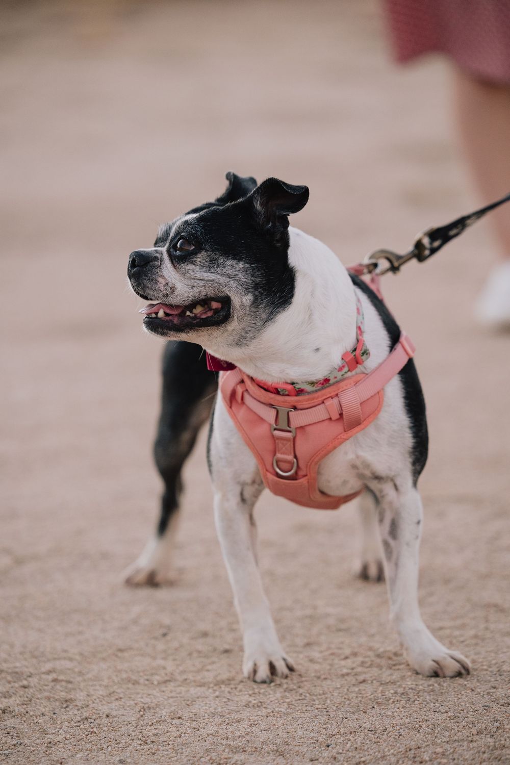 A black and white Boston Terrier wearing a pink harness on a leash standing on sandy ground.