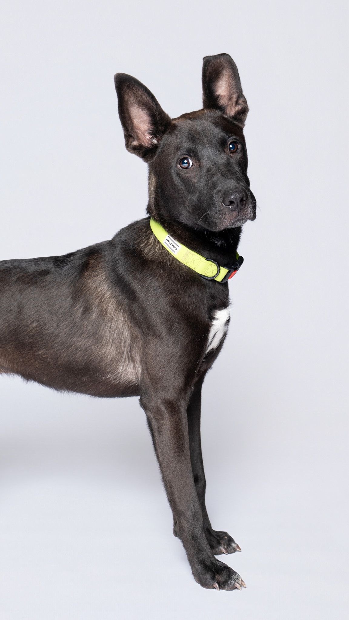 Black shelter dog wearing yellow collar poses playfully against white background.