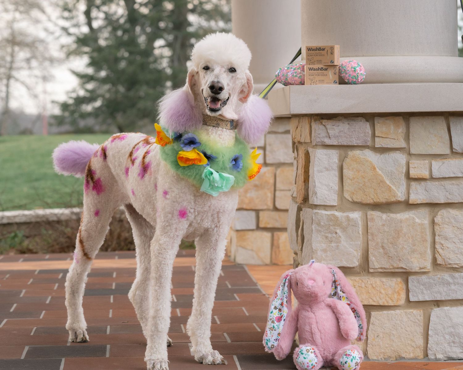 Simple Dog Grooming Routine at Home