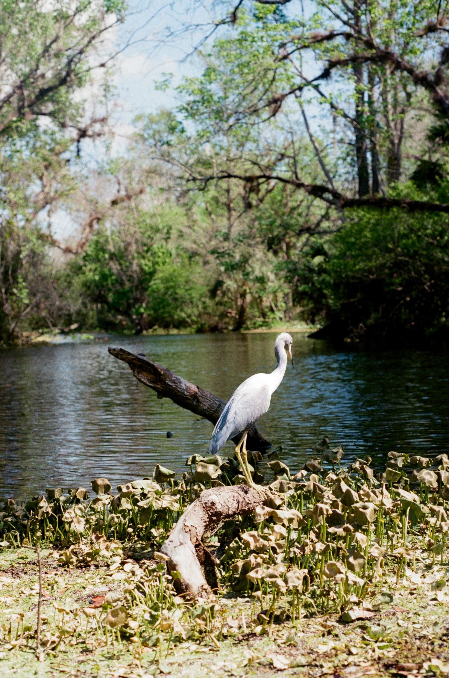 A great egret stands on a fallen log near the water's edge surrounded by lush greenery and vegetation.