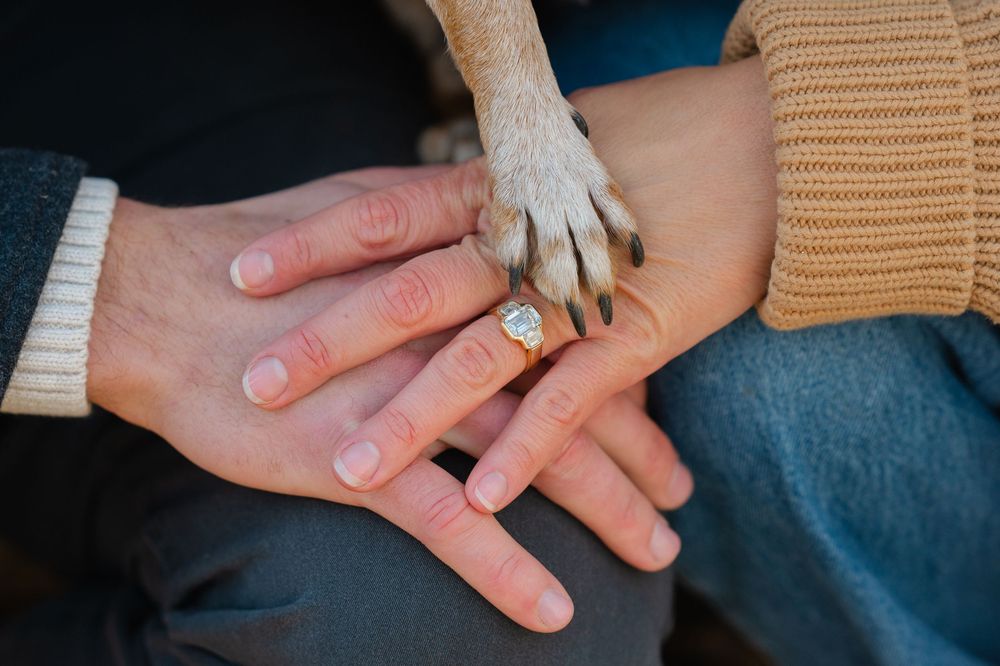A dog's paw rests gently on top of two human hands wearing an engagement ring during a proposal in Westchester County, NY.