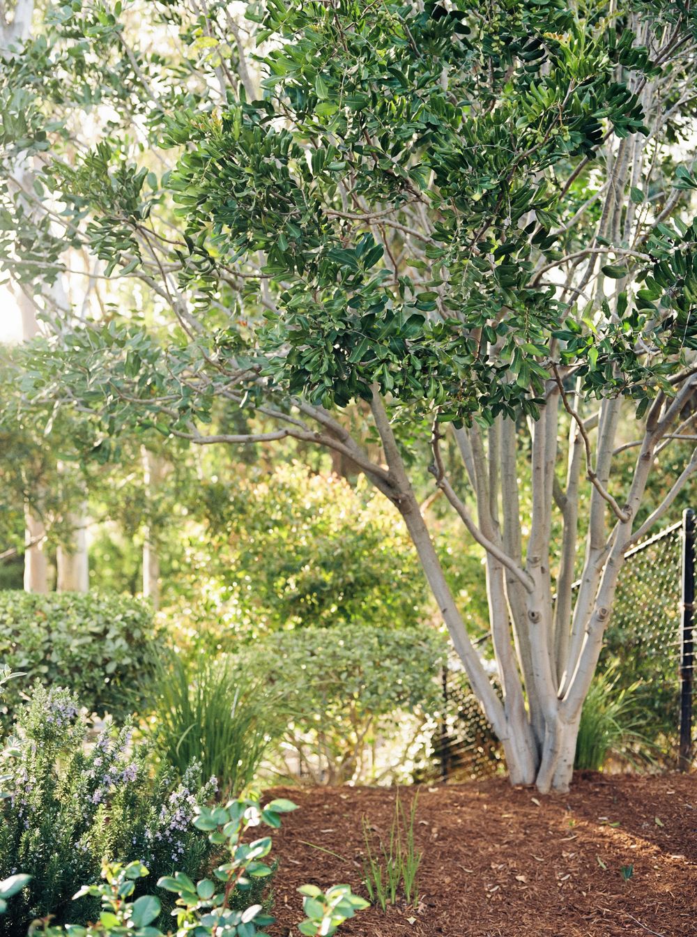 Lush garden landscape with mulched beds and mature trees creating a natural outdoor setting.