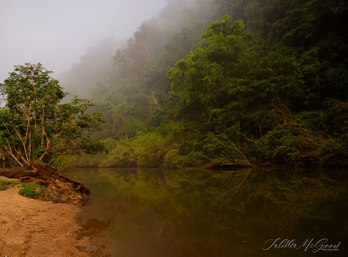 A misty forest trail winds along a river bank through lush tropical vegetation in panoramic view.