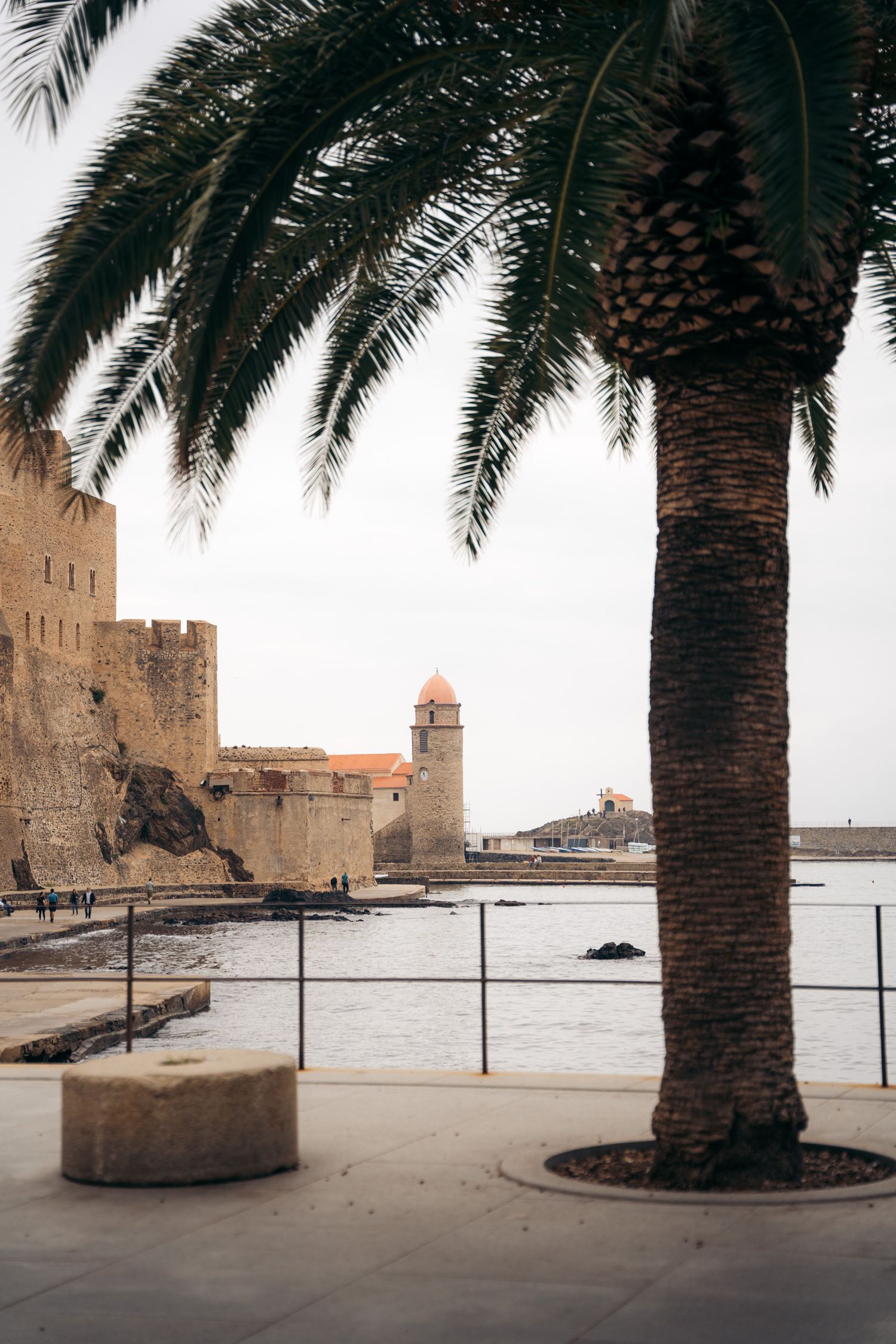 clocher de collioure sous un palmier
