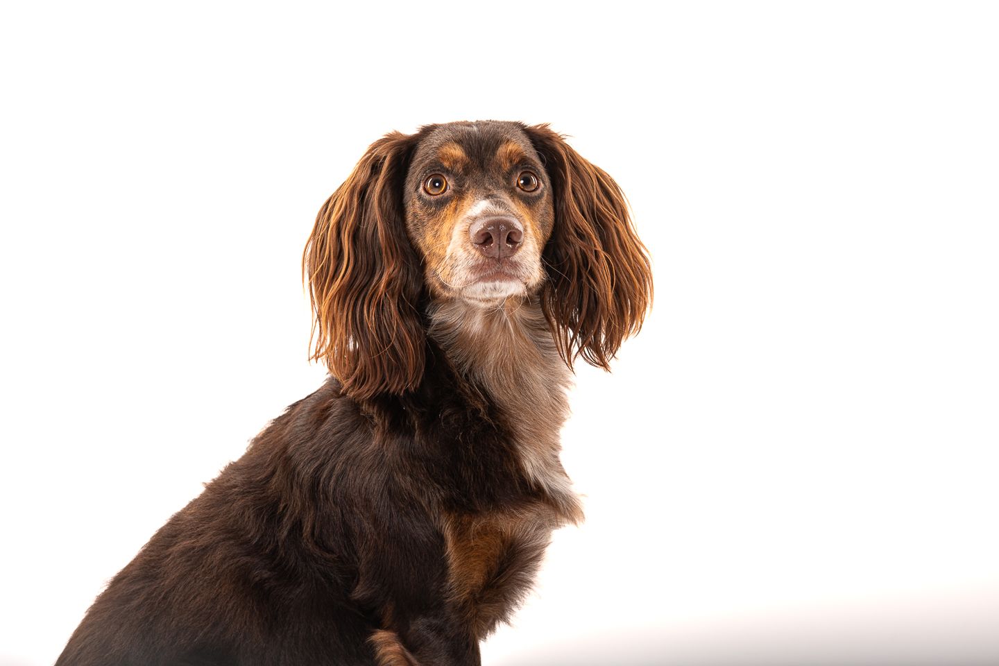 Dog studio photography by Dorset photographer Kris the Photographer