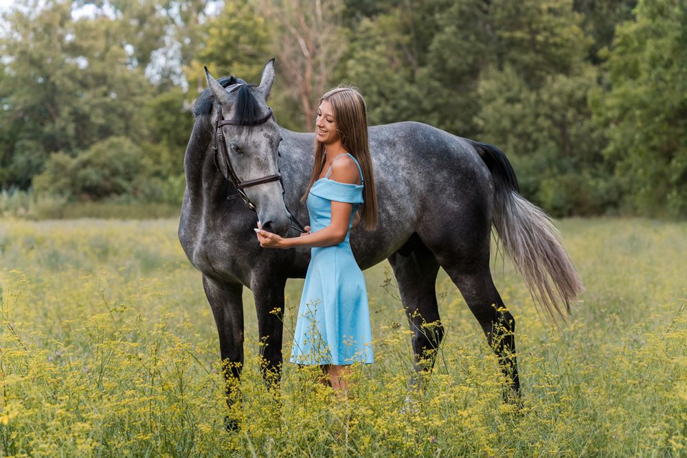 A beautiful black horse and a girl in a blue dress stand together in a sunny meadow filled with yellow wildflowers equine photoshoot Sydney