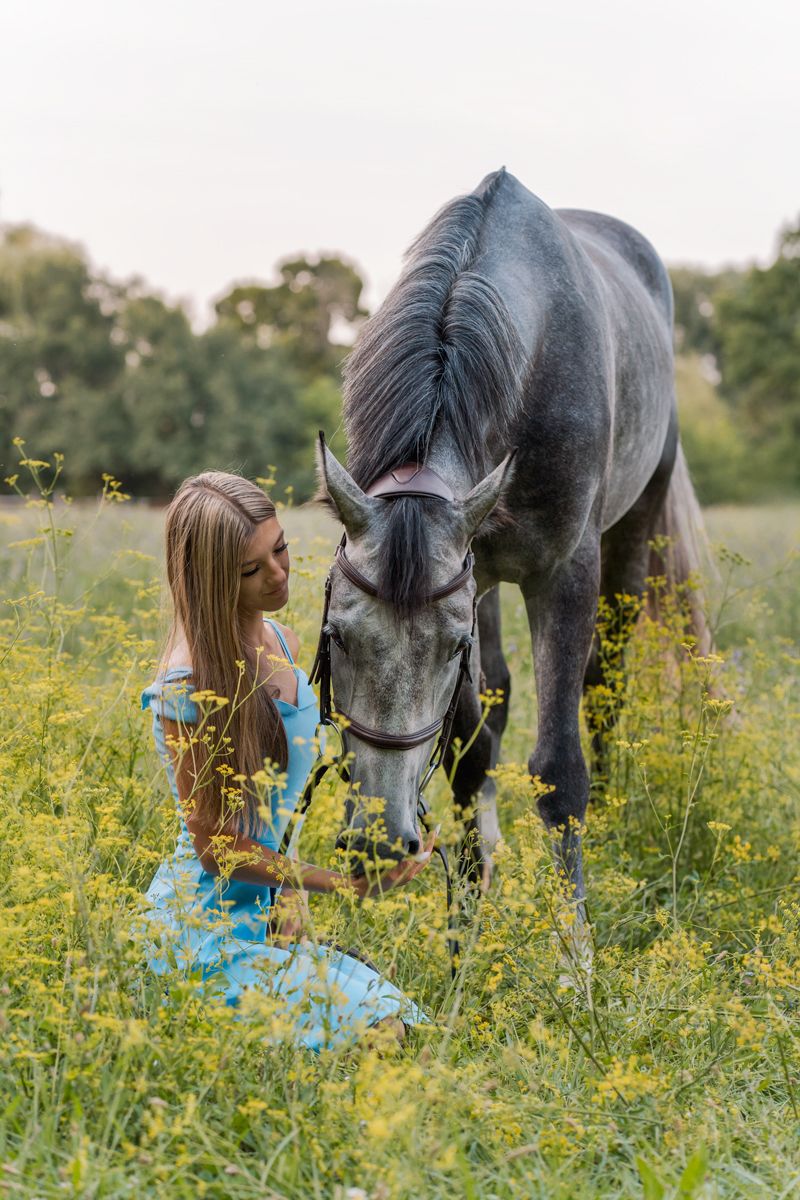 A dark horse grazes in a meadow of yellow wildflowers on a summer evening with a girl in blue during an equine photoshoot in sydney