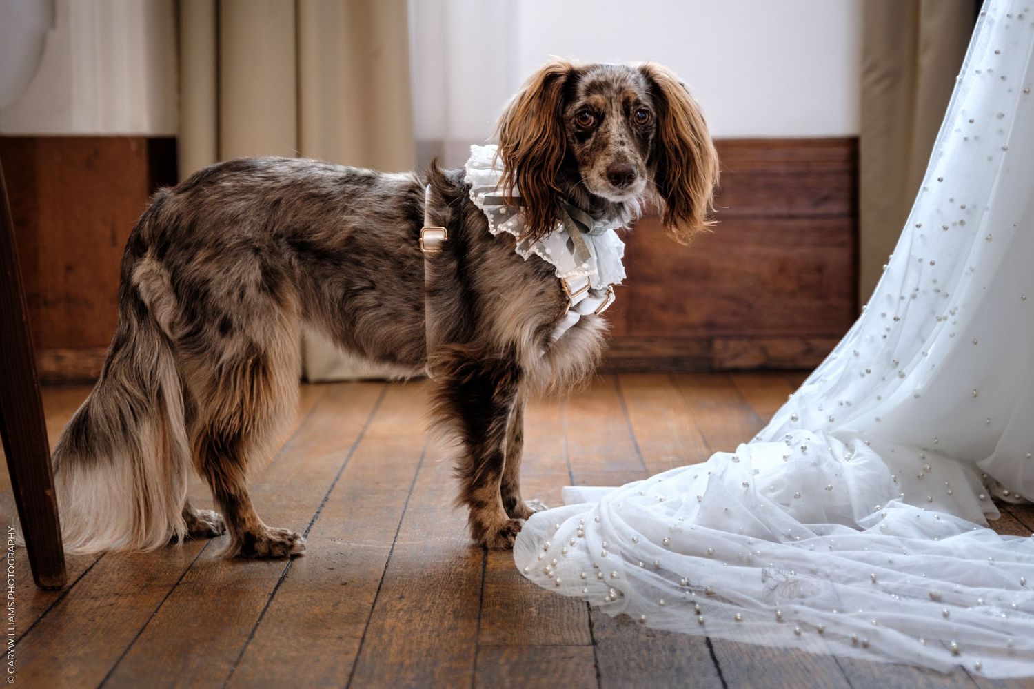 A small dog wearing a bow tie walks down a wooden floor hallway next to a flowing white dress.