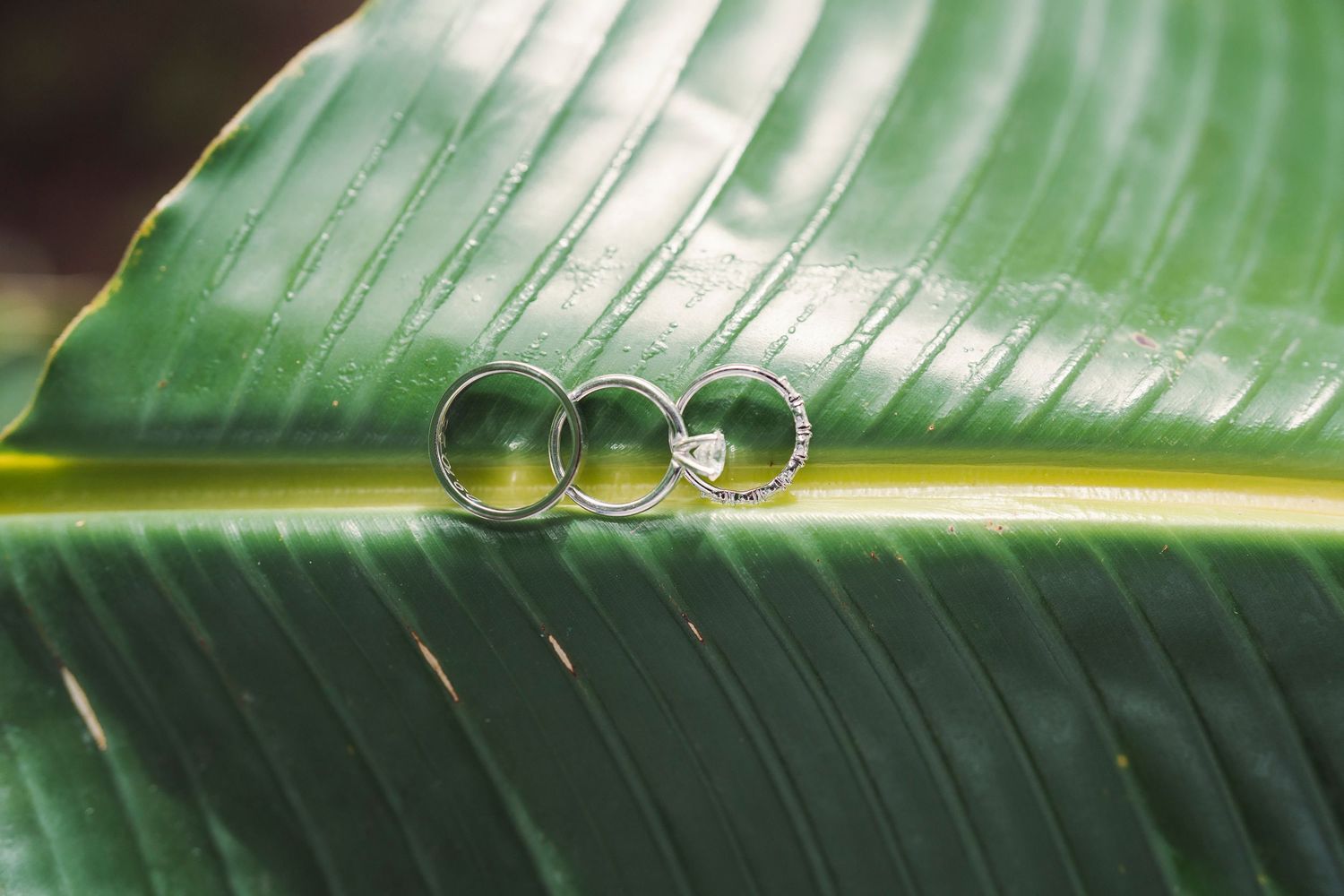 Close-up view of water droplets forming a line on a green banana leaf in natural lighting.
