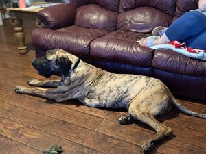 Tired dog resting on hardwood floor next to purple couch indoors.