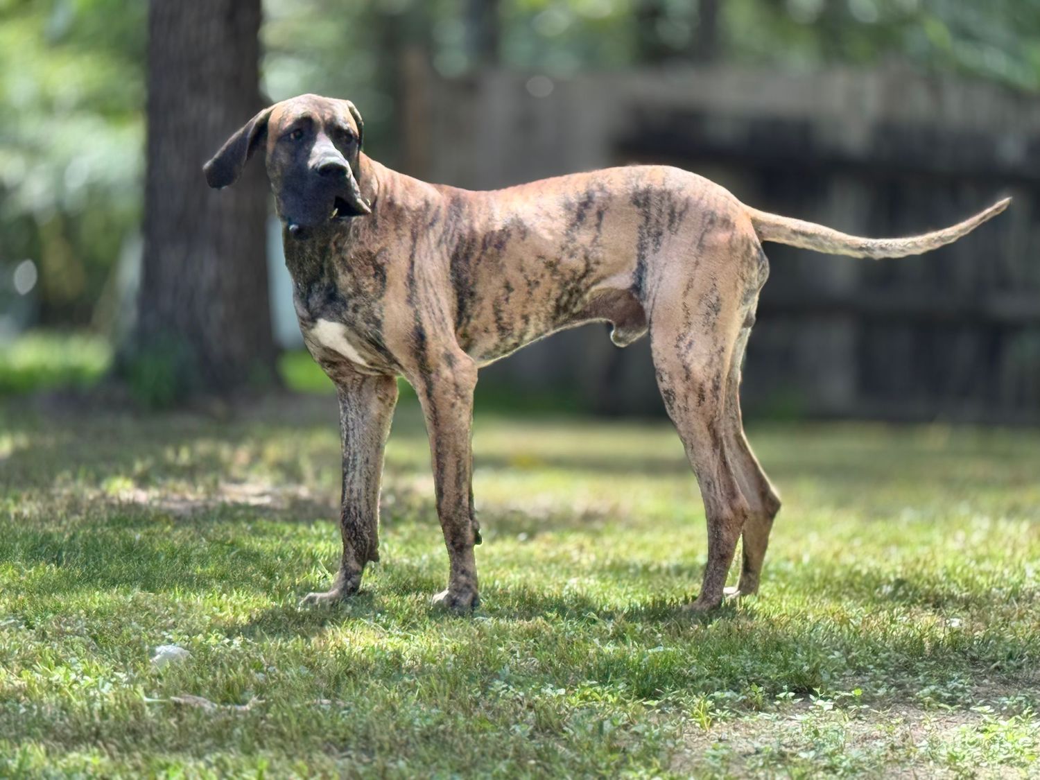 Large brindle dog standing attentively on grassy lawn in outdoor setting.