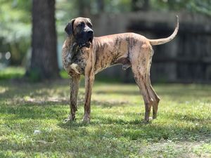 Brindle colored dog with alert expression standing in sunny park area.