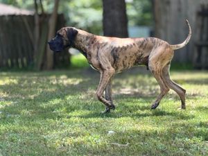 Muscular brindle dog running playfully through grass in park setting.