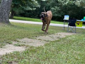 Dog playing and running on dirt path between trees in park.
