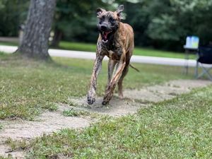 Energetic dog sprinting across mixed grass and dirt terrain outdoors.