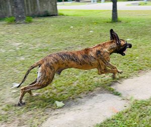 Series of action shots showing brindle dog leaping and running through park.