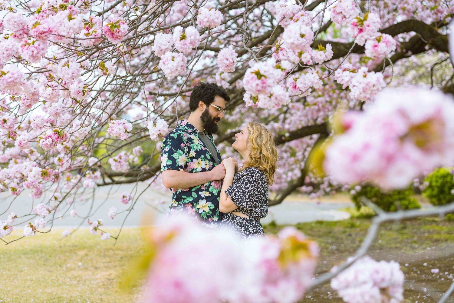 A couple enjoys a romantic moment under blooming cherry blossom trees in springtime.