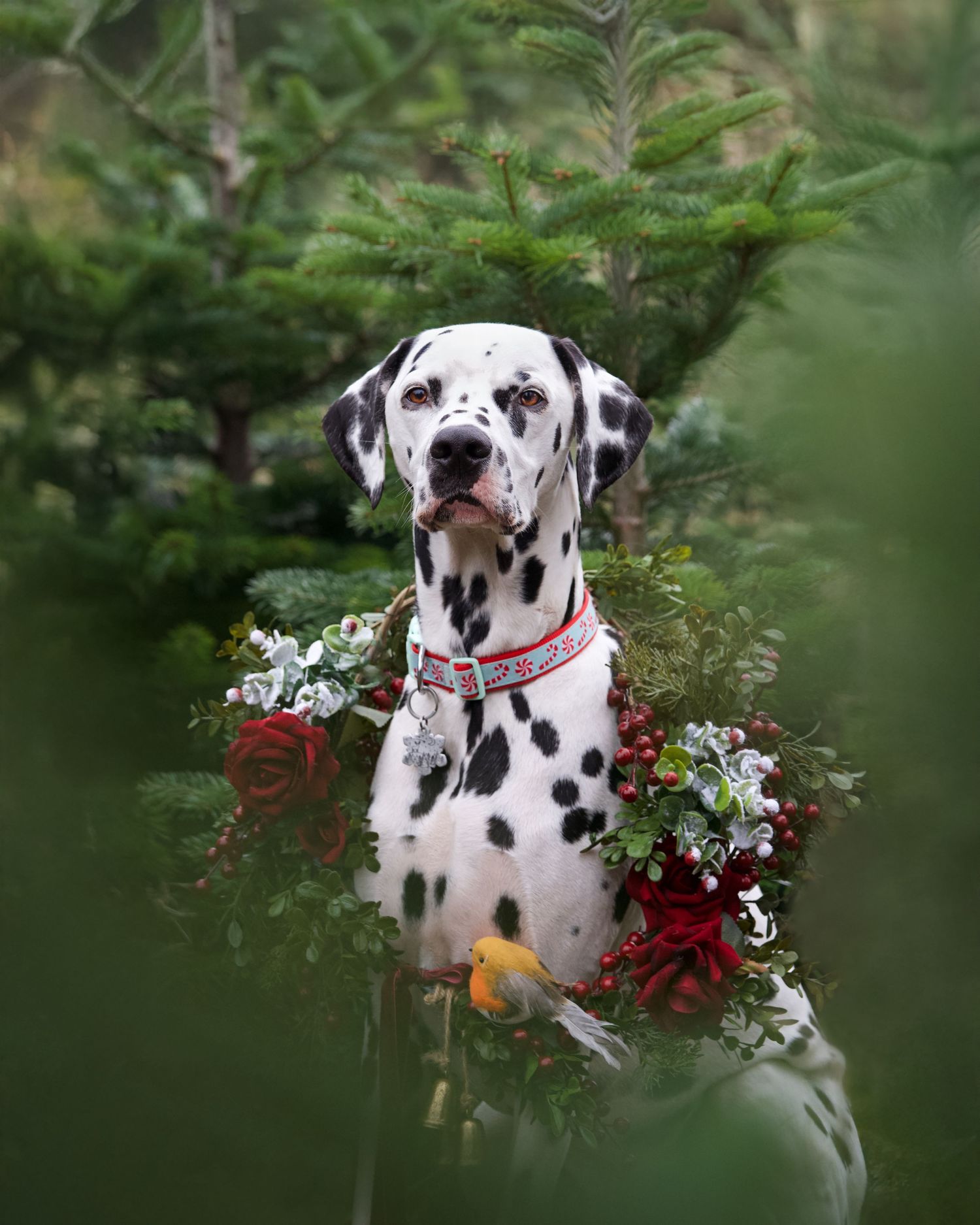 A spotted Dalmatian dog decorated with a holiday wreath sits among pine branches.