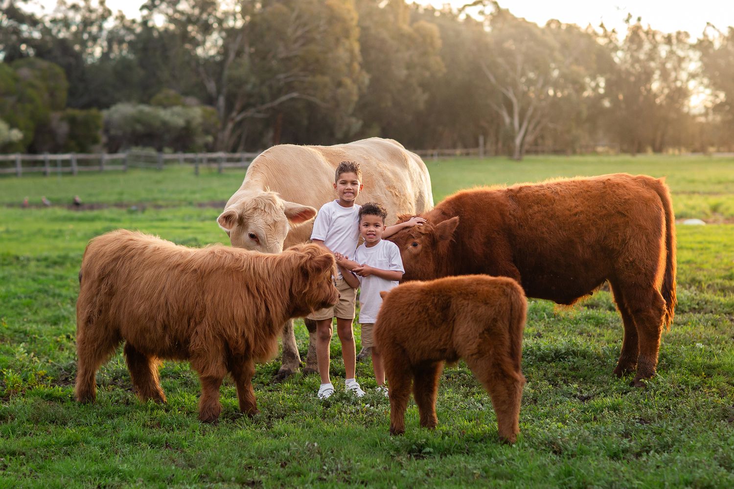 Children posing with Highland Cows during photo session in Perth