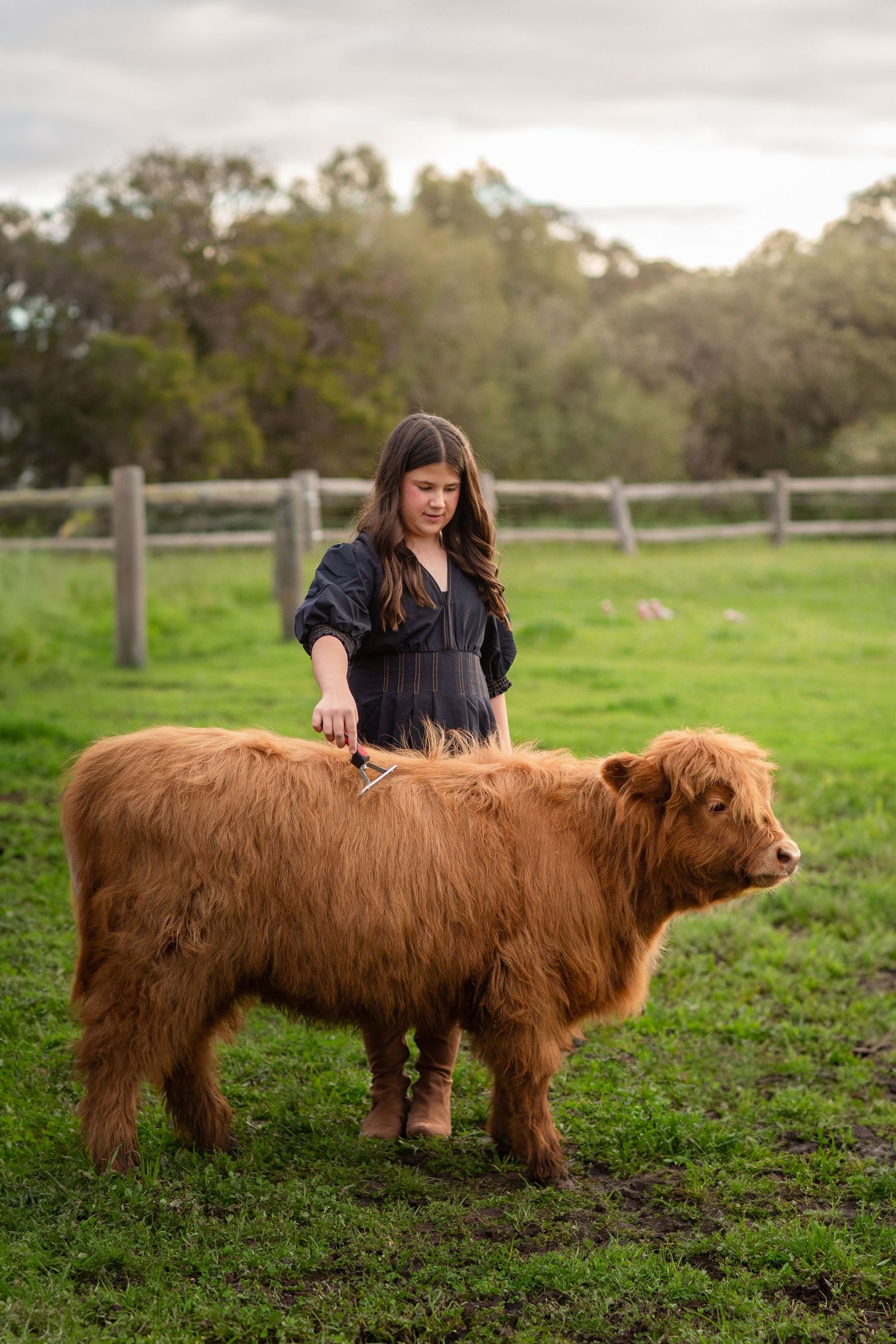Child posing with Highland Cows during photo session in Perth