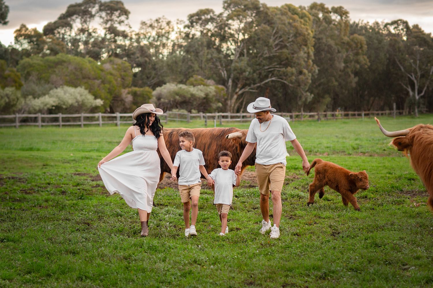 Family walking with Highland Cows during photo session in Perth