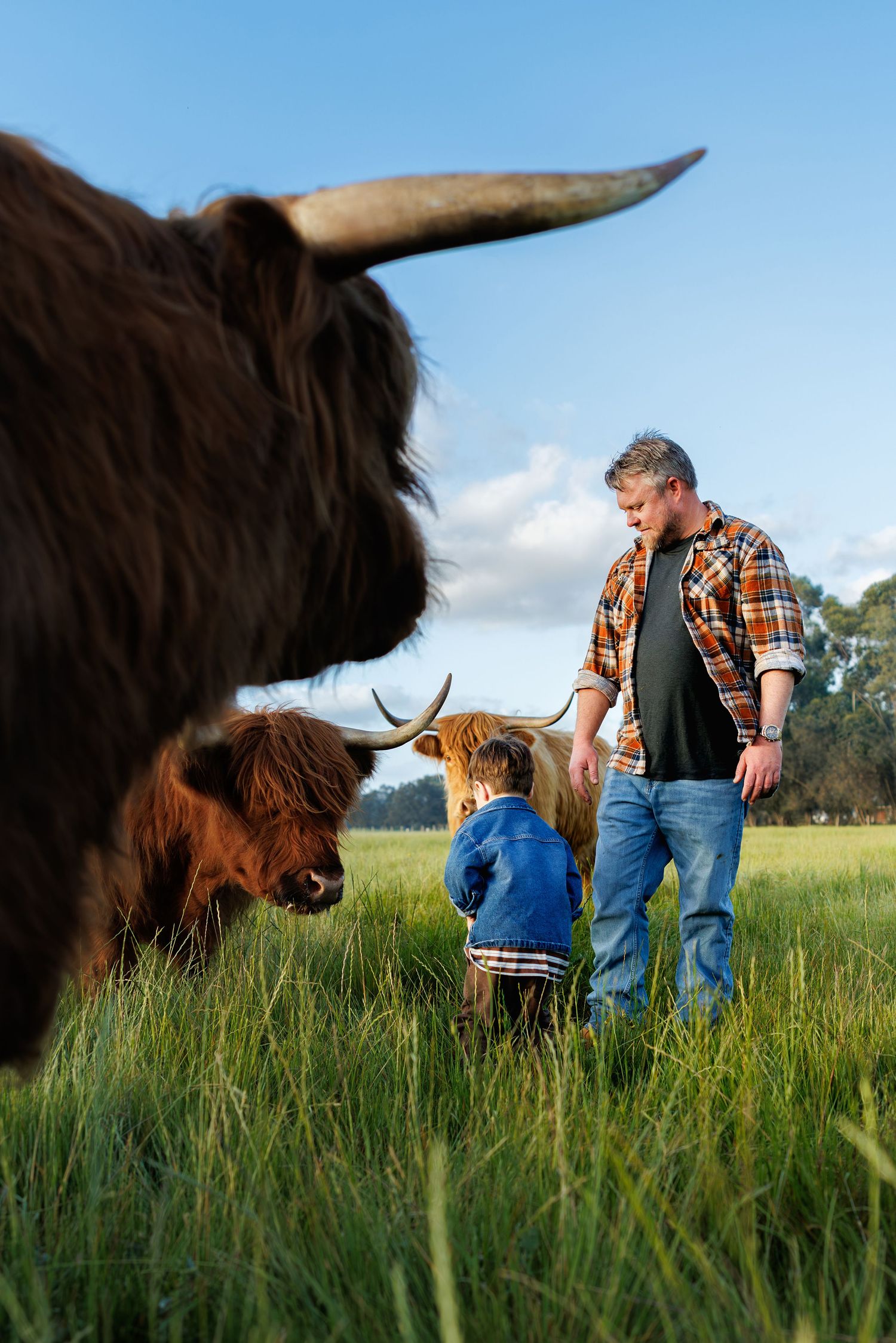 Father and child interacting with highland cows in a paddock in Perth