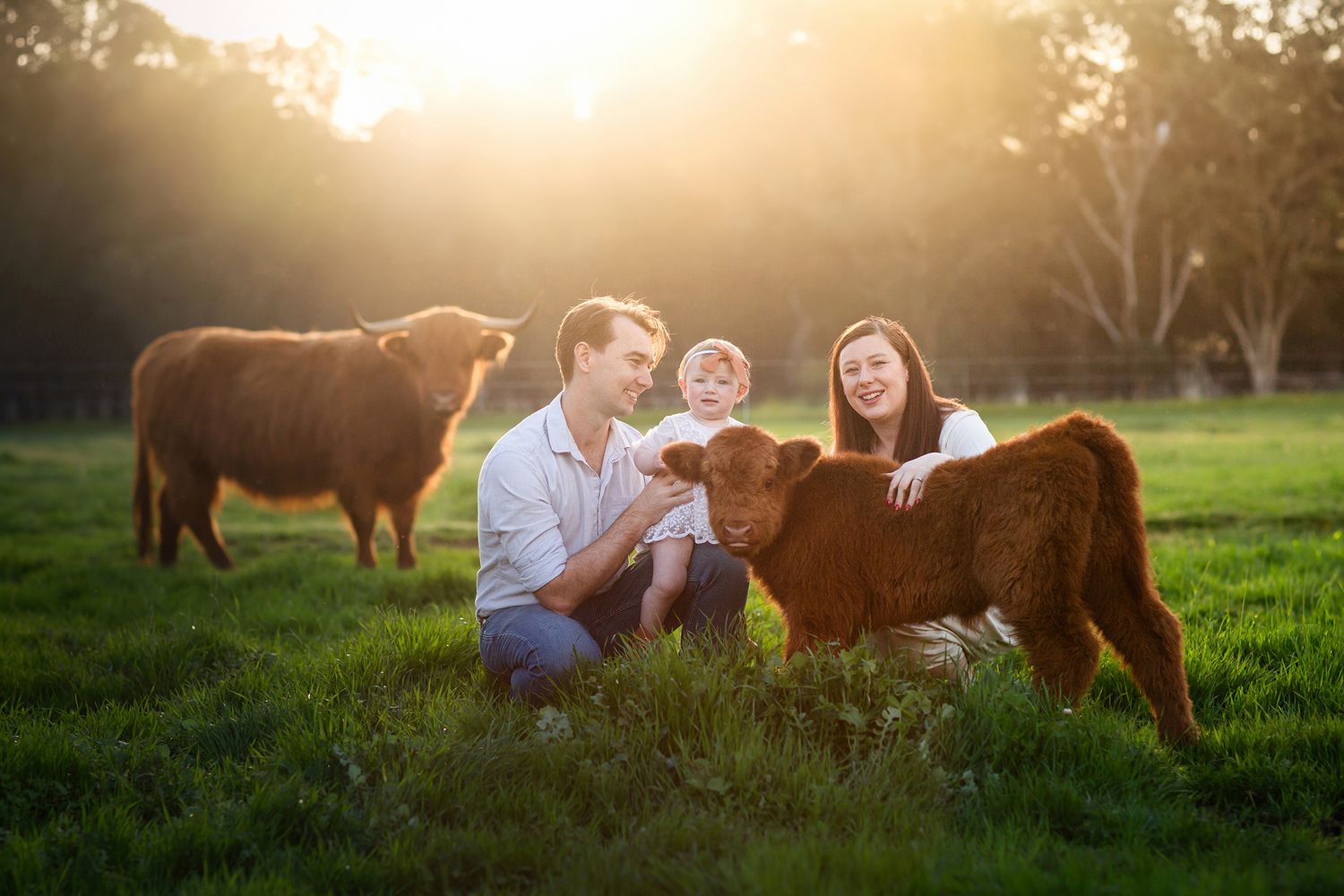 Family sitting with four cows in paddock during photo session in Perth