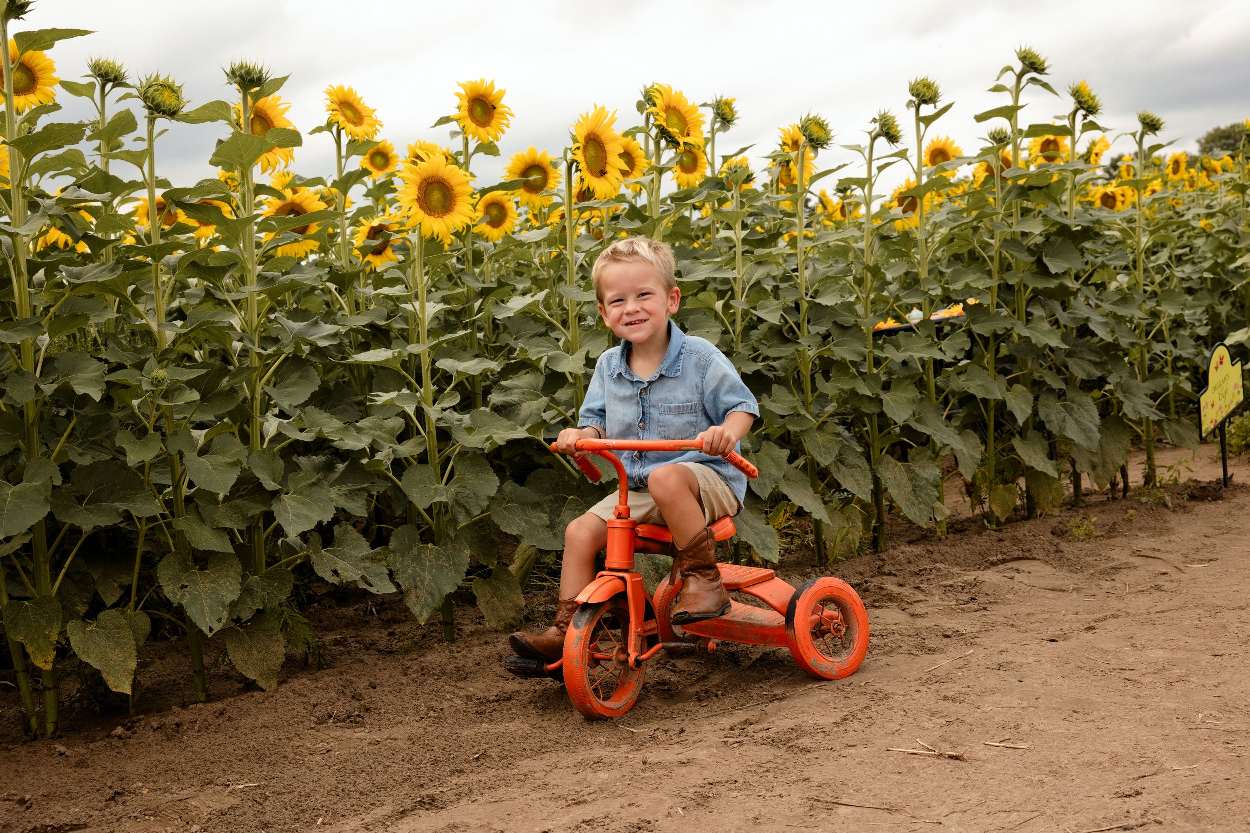 Young boy smiling on an orange tricycle beside a vibrant sunflower field on a sunny day.