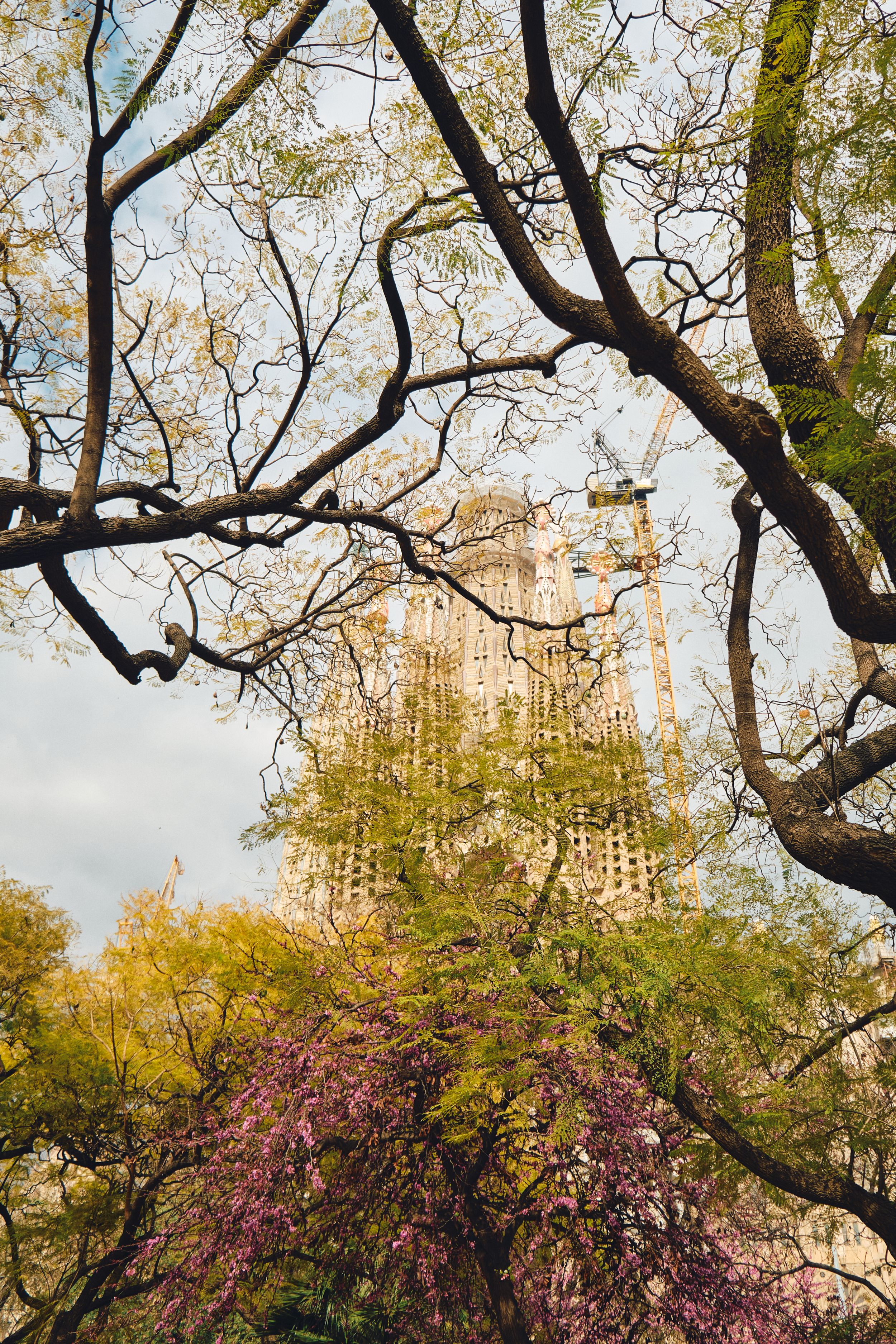 Sagrada Familia towers visible through colorful spring tree branches in Barcelona, Spain.