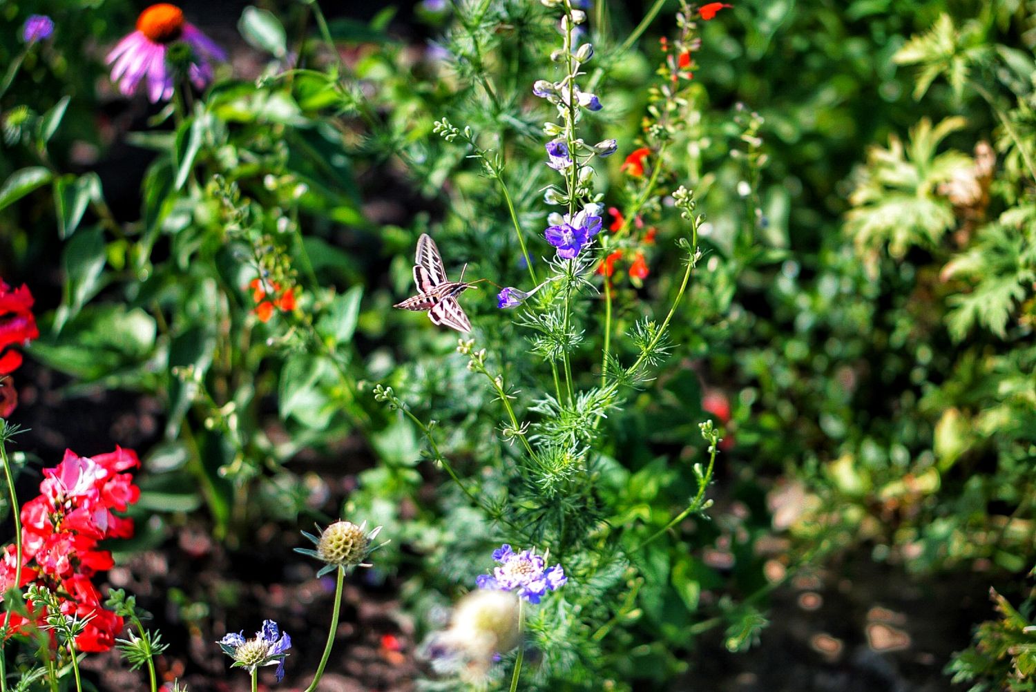 A hummingbird moth hovers among colorful garden flowers including purple, red, and pink blooms surrounded by lush green foliage.