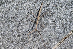Close-up of a stick insect camouflaged on a granite rock surface, showcasing its long legs and slender brown body.