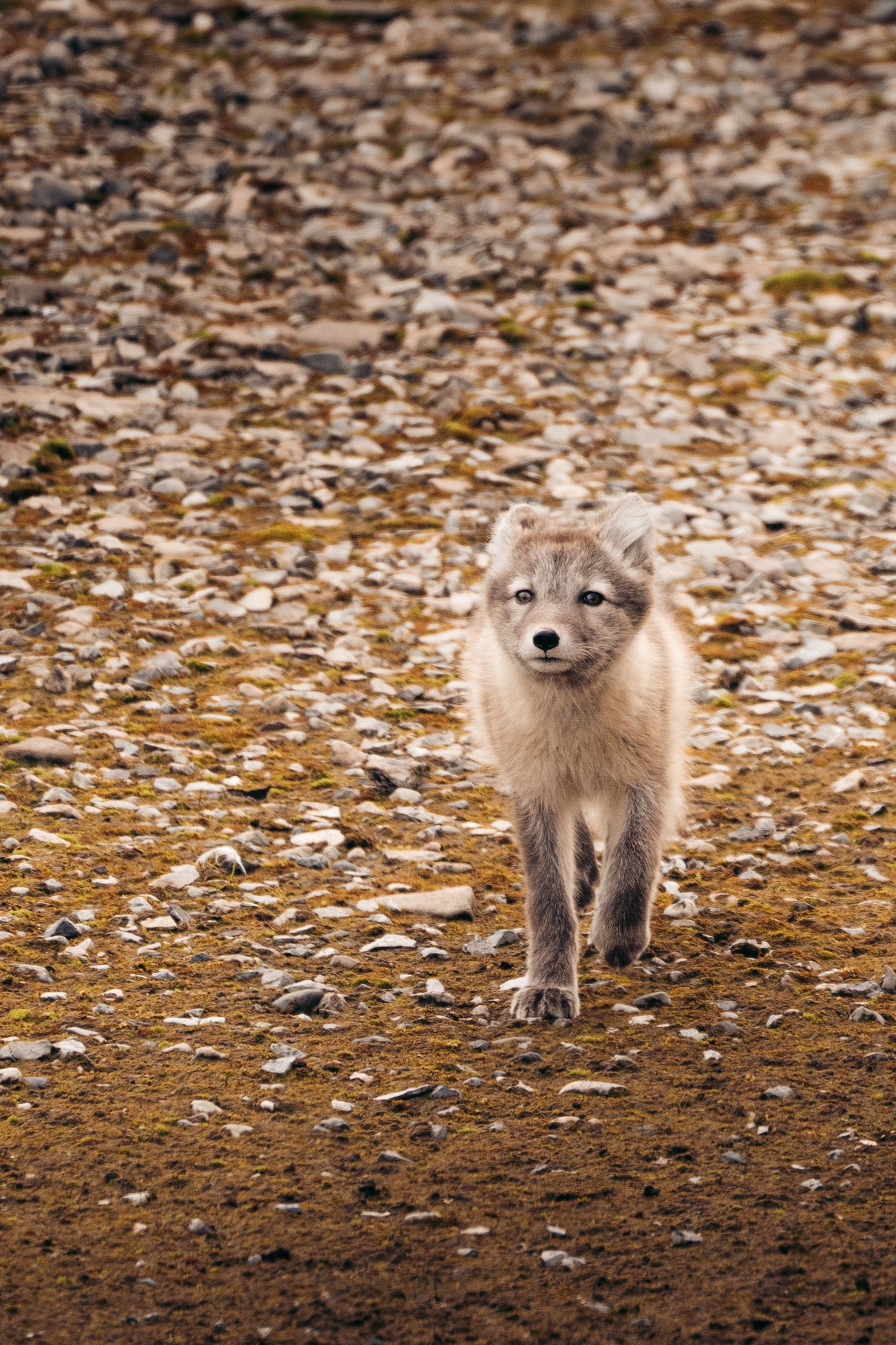 Renard arctique trottant vers l'objectif sur les éboulis clairs de Gnålloden
