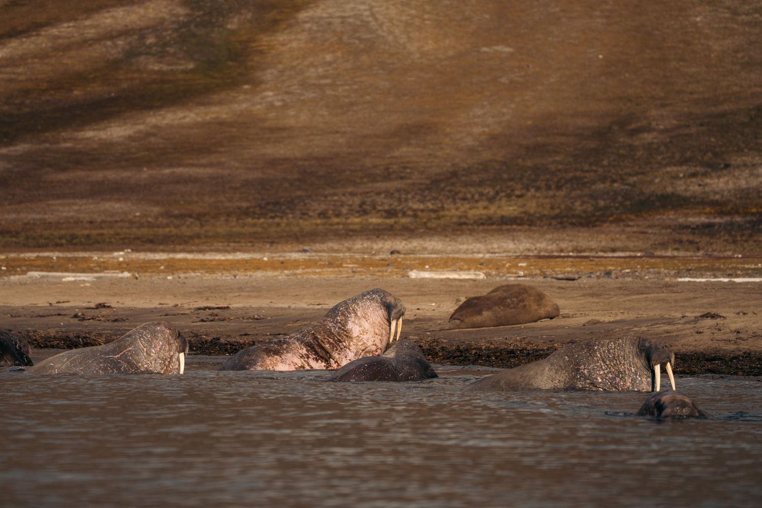 Morses se rafraîchissant dans l'eau peu profonde près de la berge de Kapp Lee