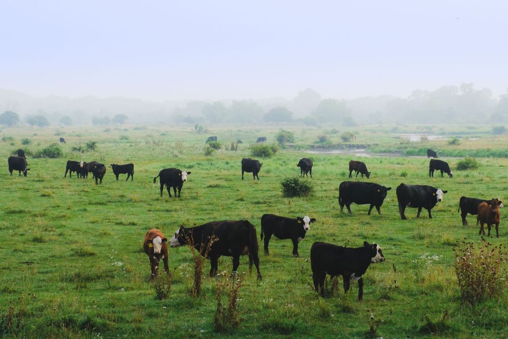 Nature and landscape photography by David J. Manning.